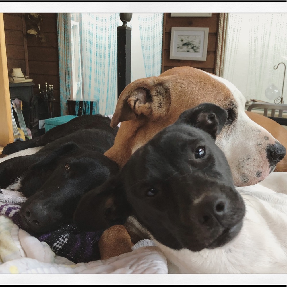 🐶Charms for Rescue Dogs support & homeless pets🐶
